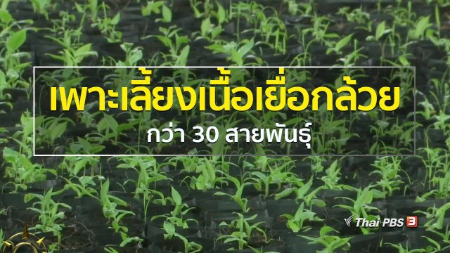 อาชีพทั่วไทย : เพาะเลี้ยงเนื้อเยื่อกล้วยกว่า 30 สายพันธุ์