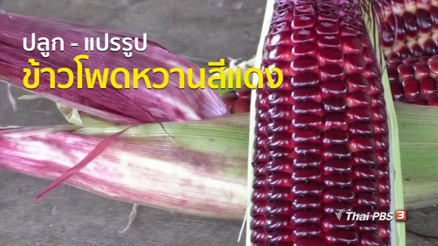 อาชีพทั่วไทย : ปลูก - แปรรูปข้าวโพดหวานสีแดง