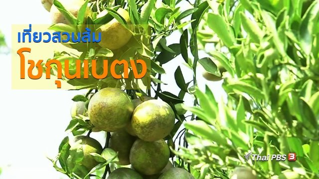 วิถีทั่วไทย : เที่ยวสวนส้มโชกุนเบตง