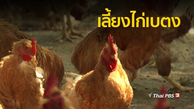 อาชีพทั่วไทย : เลี้ยงไก่เบตง