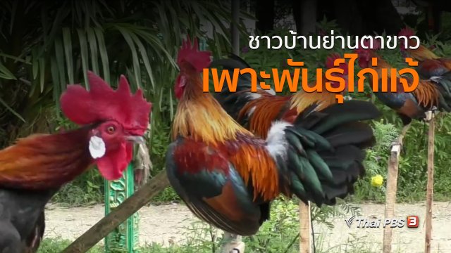 ชุมชนทั่วไทย : ชาวบ้านย่านตาขาวเพาะพันธุ์ไก่แจ้