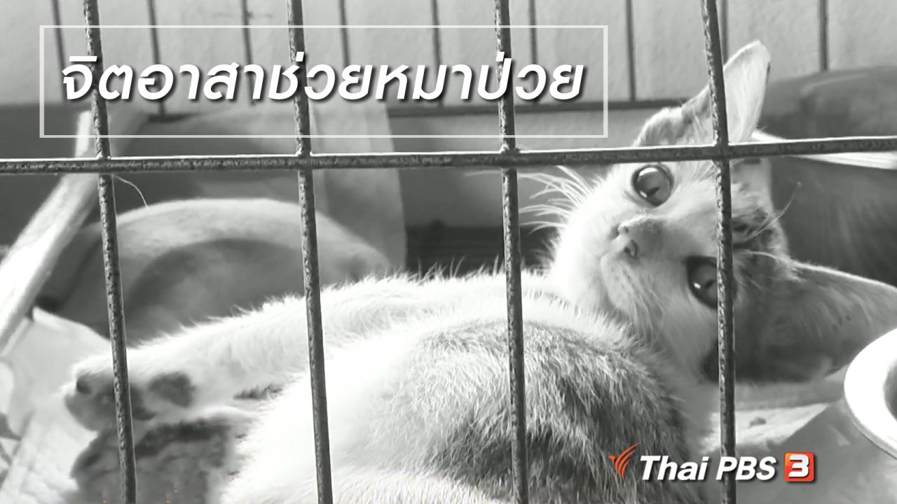 นารีกระจ่าง - ผู้หญิงผู้สร้าง : จิตอาสาช่วยหมาป่วย