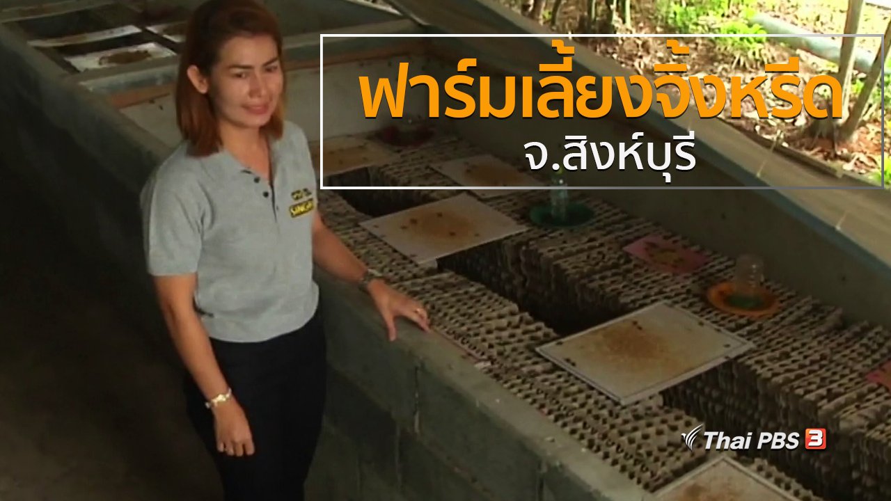 ทุกทิศทั่วไทย - วิถีทั่วไทย : ฟาร์มเลี้ยงจิ้งหรีด จ.สิงห์บุรี