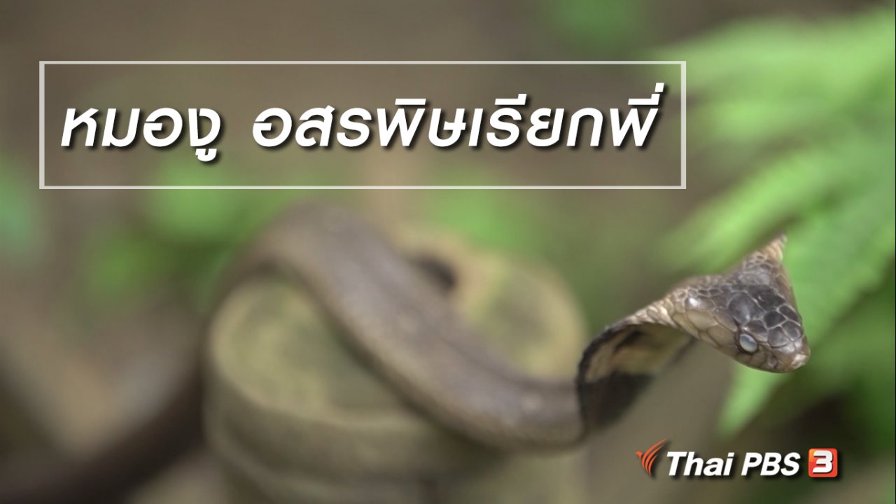 ลุยไม่รู้โรย - สูงวัยไทยแลนด์ : หมองู อสรพิษเรียกพี่