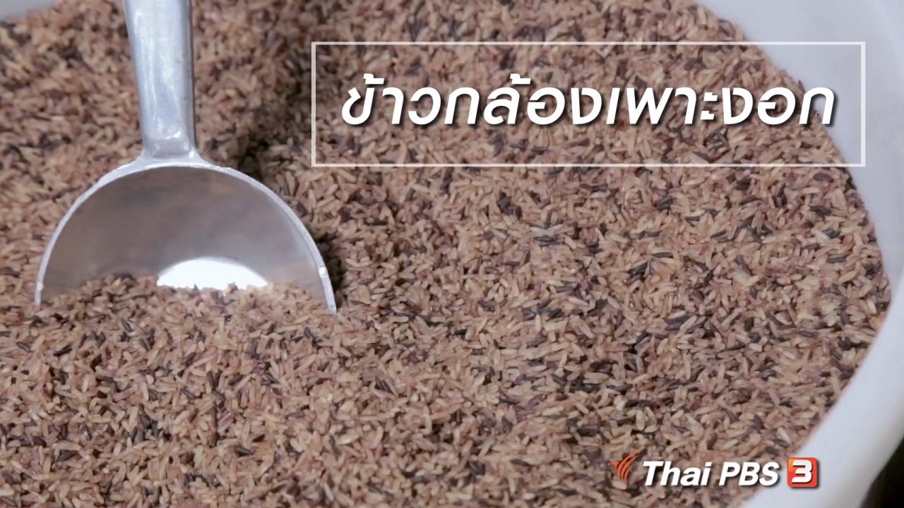 นารีกระจ่าง - ผู้หญิงผู้สร้าง : ข้าวกล้องเพาะงอก