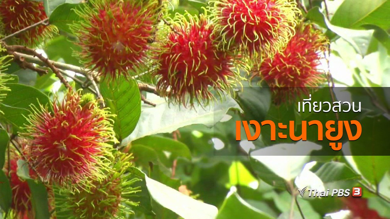 ทุกทิศทั่วไทย - ชุมชนทั่วไทย : เที่ยวสวนเงาะนายูง