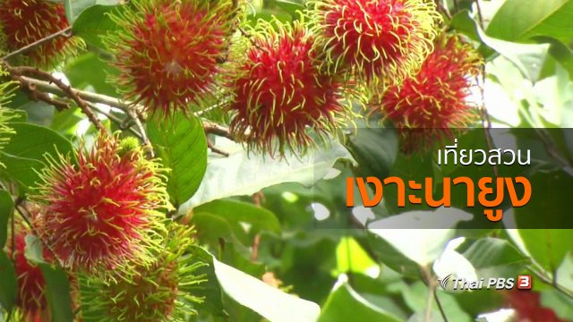 ชุมชนทั่วไทย : เที่ยวสวนเงาะนายูง