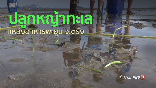 ชุมชนทั่วไทย : ปลูกหญ้าทะเล แหล่งอาหารพะยูน จ.ตรัง