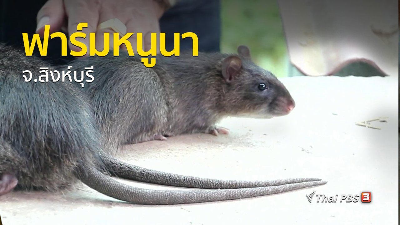 ทุกทิศทั่วไทย - อาชีพทั่วไทย : ฟาร์มหนูนา จ.สิงห์บุรี