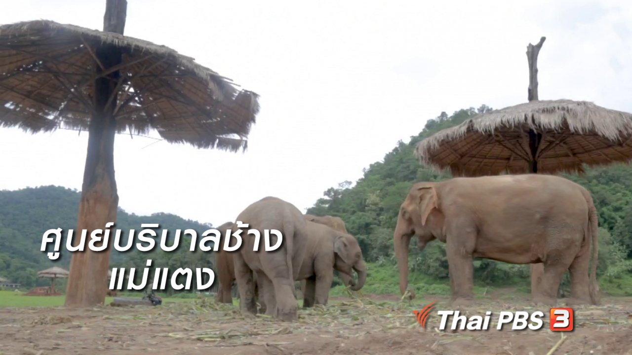 นารีกระจ่าง - ผู้หญิงผู้สร้าง : ศูนย์บริบาลช้างแม่แตง