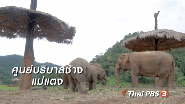 ผู้หญิงผู้สร้าง : ศูนย์บริบาลช้างแม่แตง