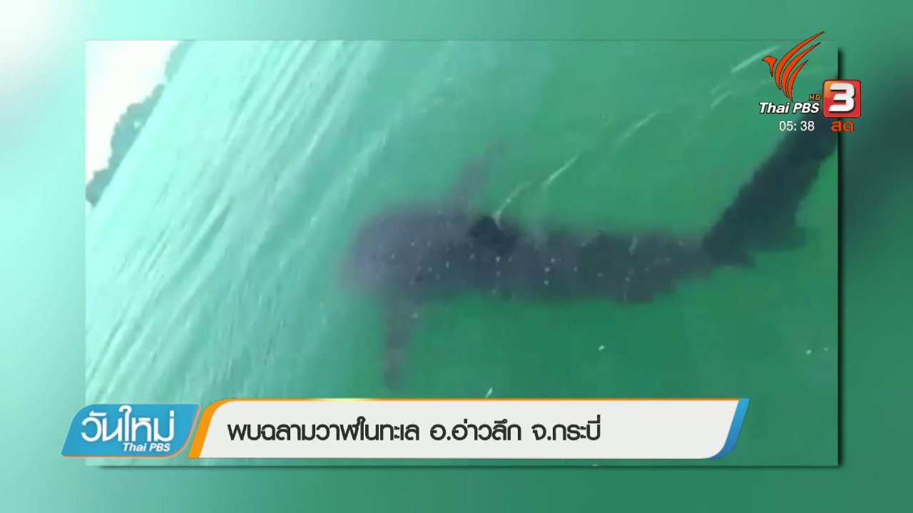 วันใหม่ ไทยพีบีเอส - พบฉลามวาฬในทะเล อ.อ่าวลึก จ.กระบี่