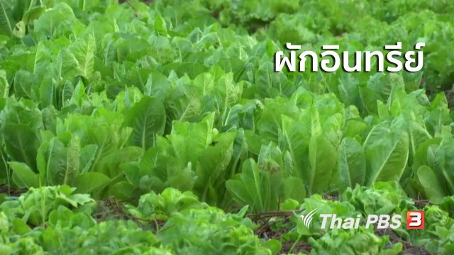 ตะลุยทั่วไทย : ผักอินทรีย์