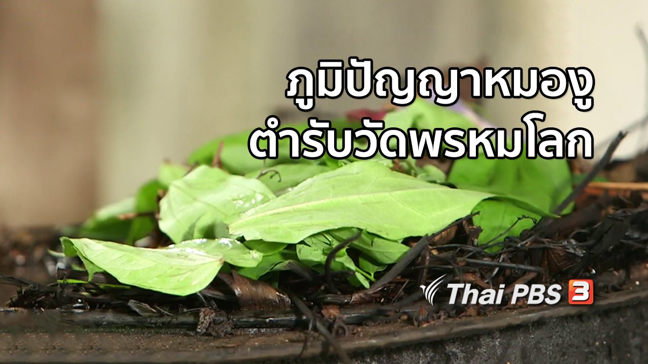 ไทยบันเทิง - เรื่องนี้มีตำนาน : ภูมิปัญญาหมองูตำรับวัดพรหมโลก