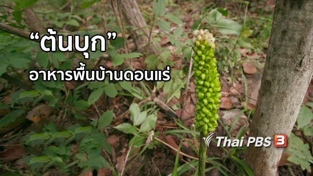 อิ่มมนต์รส : "ต้นบุก" พืชป่าอาหารพื้นบ้านดอนแร่
