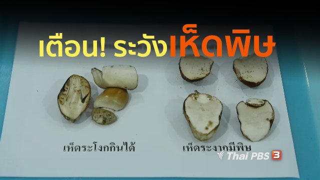 รู้สู้โรค : กรมวิทยาศาสตร์การแพทย์ให้ความรู้ประชาชนเรื่องเห็ดพิษ