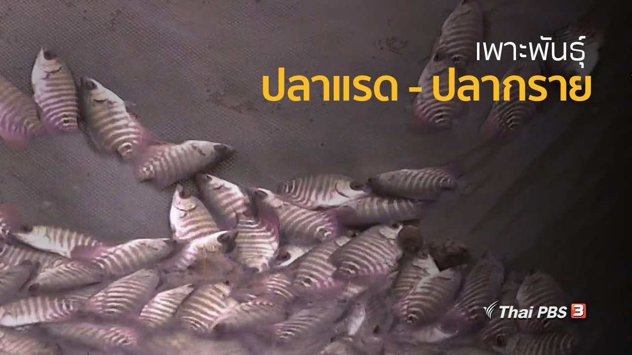 ทุกทิศทั่วไทย - อาชีพทั่วไทย : เพาะพันธุ์ปลากราย – ปลาแรด