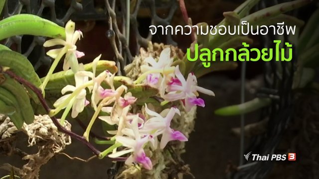 อาชีพทั่วไทย : เกษตรกรรุ่นใหม่ปลูกกล้วยไม้