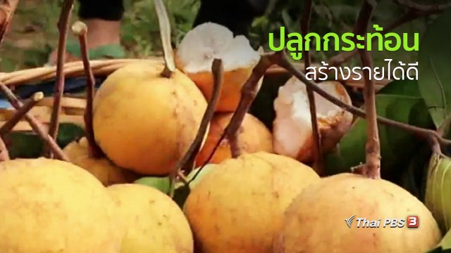 อาชีพทั่วไทย : ปลูกกระท้อน
