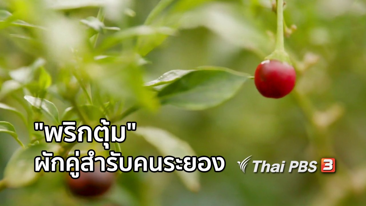ไทยบันเทิง - อิ่มมนต์รส : "พริกตุ้ม" ผักสวนครัวคู่สำรับคนระยอง