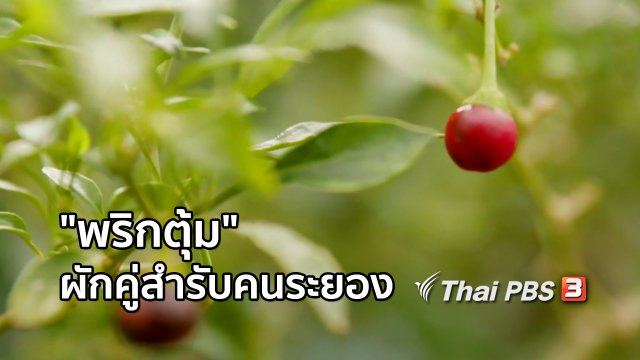 อิ่มมนต์รส : "พริกตุ้ม" ผักสวนครัวคู่สำรับคนระยอง