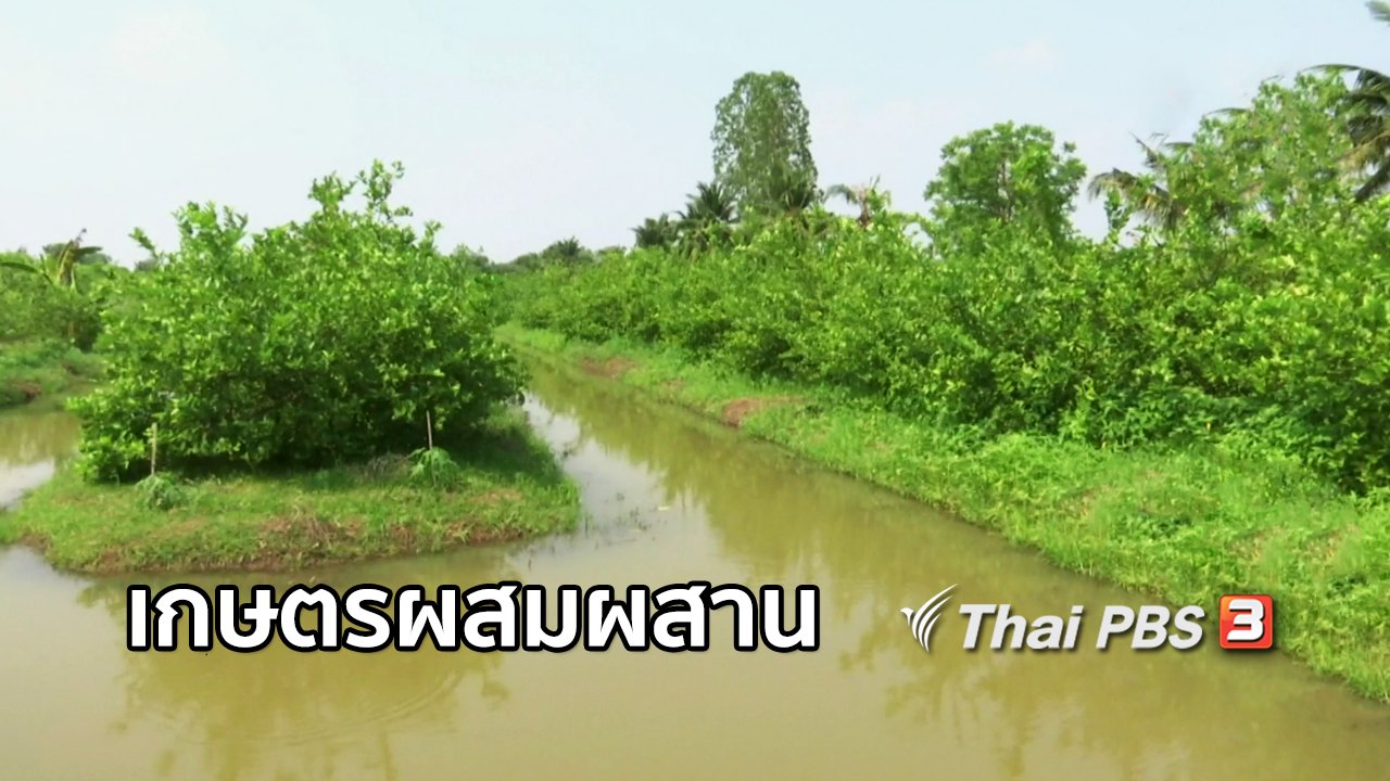 จับตาสถานการณ์ - ตะลุยทั่วไทย : เกษตรผสมผสาน อ.บึงสามัคคี จ.กำแพงเพชร
