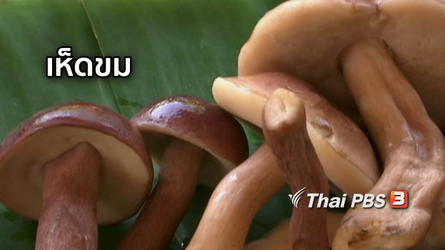 ตะลุยทั่วไทย : เห็ดขม