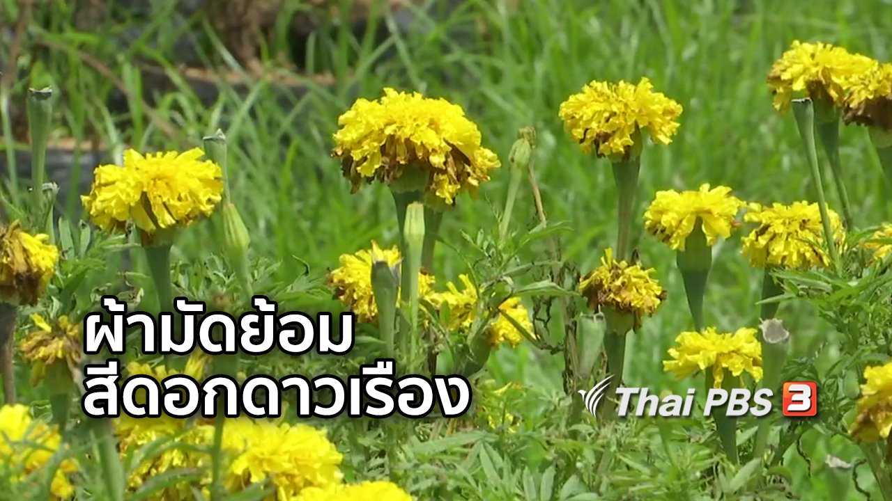 จับตาสถานการณ์ - ตะลุยทั่วไทย : ผ้ามัดย้อมสีดอกดาวเรือง