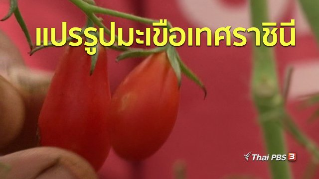 ชุมชนทั่วไทย : แปรรูปมะเขือเทศราชินี