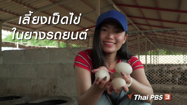 นารีสนทนา : เลี้ยงเป็ดไข่ในยางรถยนต์