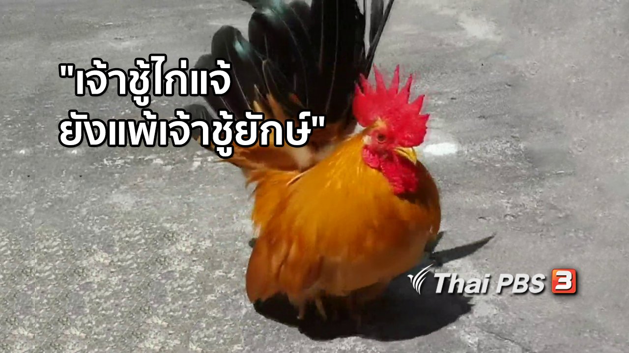 ไทยบันเทิง - เพียงคำเดียว : "เจ้าชู้ไก่แจ้ยังแพ้เจ้าชู้ยักษ์"