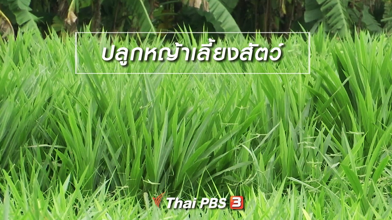 จับตาสถานการณ์ - ตะลุยทั่วไทย : ปลูกหญ้าเลี้ยงสัตว์