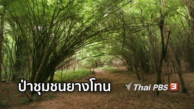 ตะลุยทั่วไทย : ป่าชุมชนยางโทน