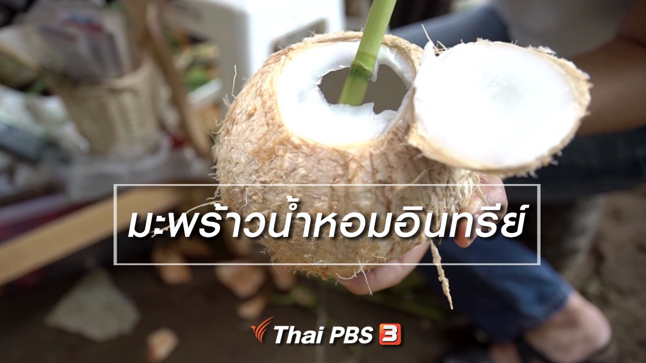 ลุยไม่รู้โรย - สูงวัยไทยแลนด์ : มะพร้าวน้ำหอมอินทรีย์