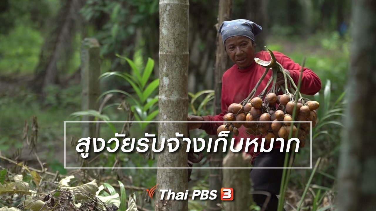 ลุยไม่รู้โรย สูงวัยดี๊ดี - สูงวัยไทยแลนด์ : สูงวัยรับจ้างเก็บหมาก