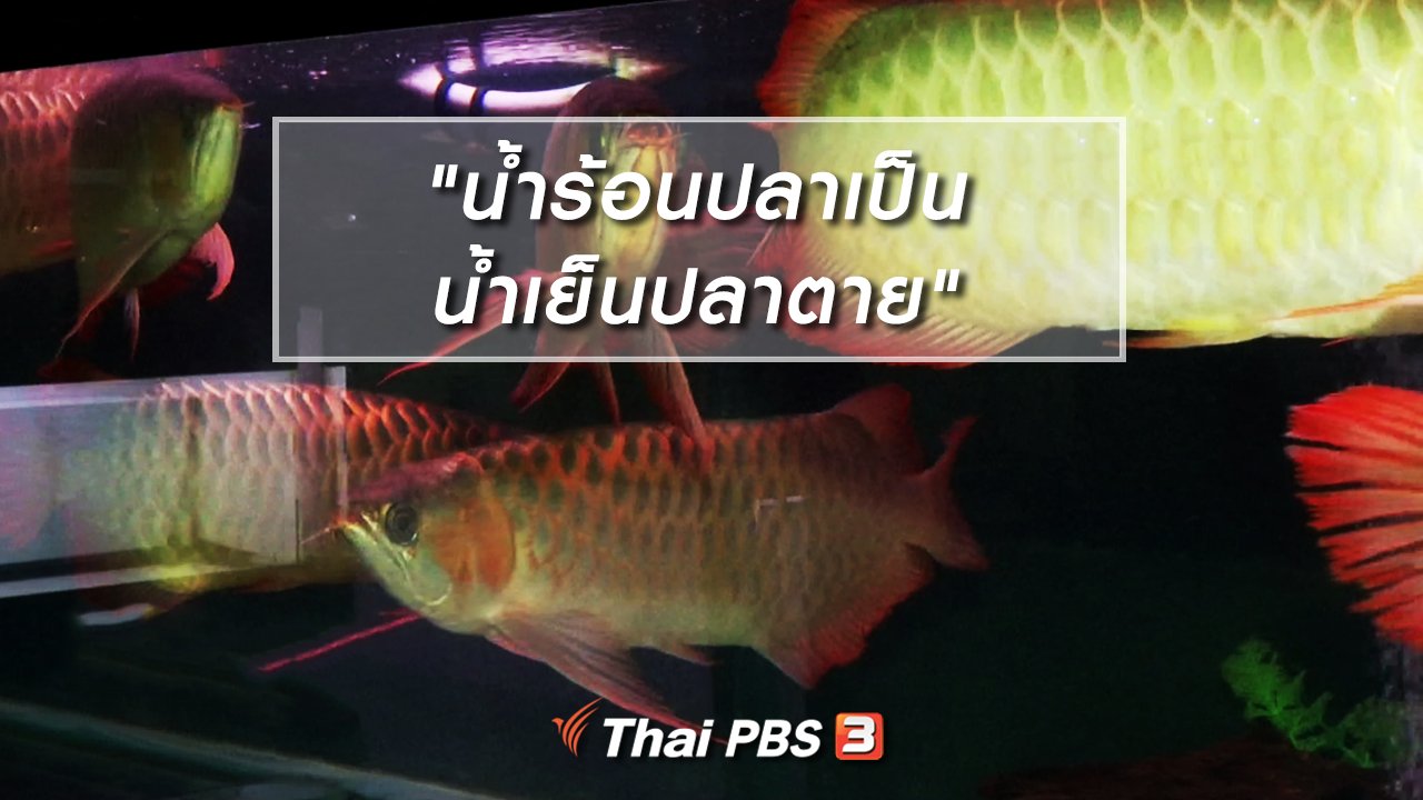 ไทยบันเทิง - เพียงคำเดียว : "น้ำร้อนปลาเป็น น้ำเย็นปลาตาย"