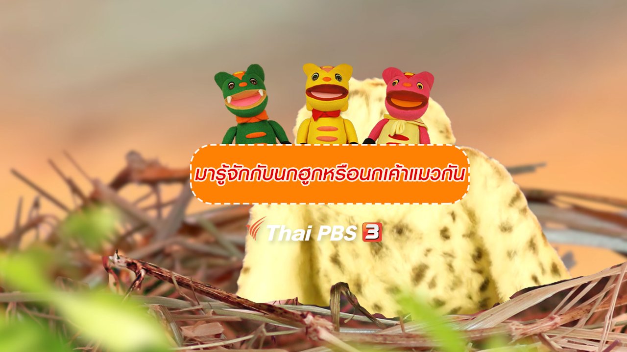 TataTitiToto ไดโนมหัศจรรย์ - เกร็ดน่ารู้กับตาต้าตีตี้โตโต้ : มารู้จักกับนกฮูกหรือนกเค้าแมวกัน