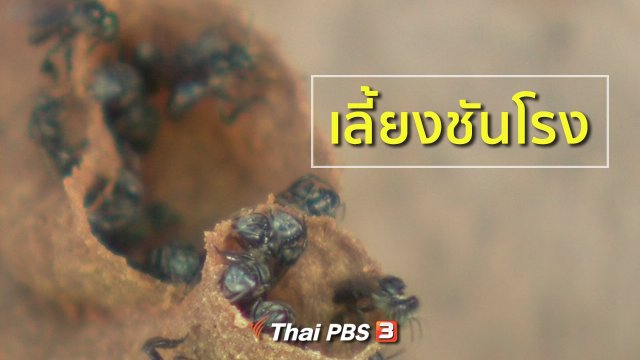 อาชีพทั่วไทย : เลี้ยงชันโรง