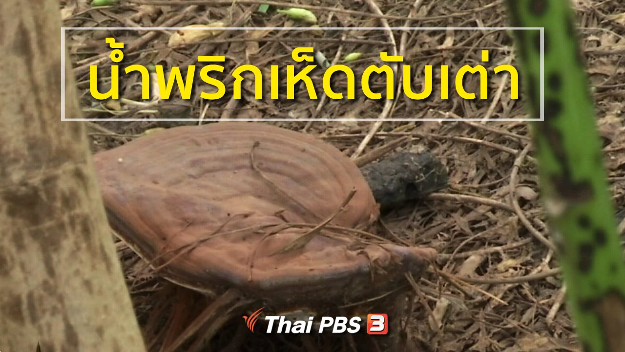 ทุกทิศทั่วไทย - อาชีพทั่วไทย : น้ำพริกเห็ดตับเต่า