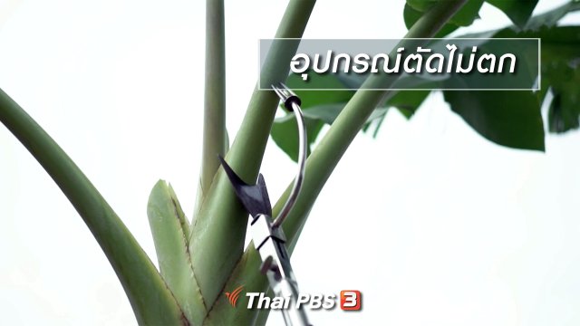 นารีสนทนา : อุปกรณ์ตัดไม่ตก