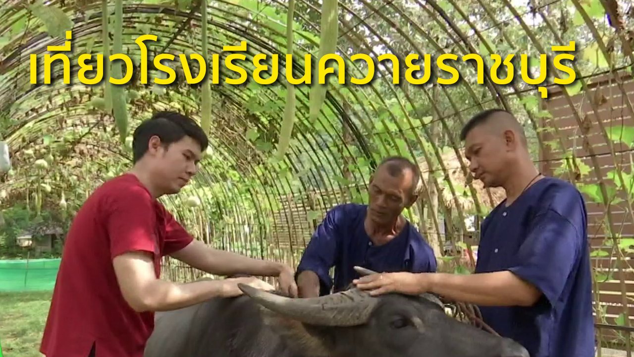 ทุกทิศทั่วไทย - วิถีทั่วไทย : เที่ยวโรงเรียนควายราชบุรี
