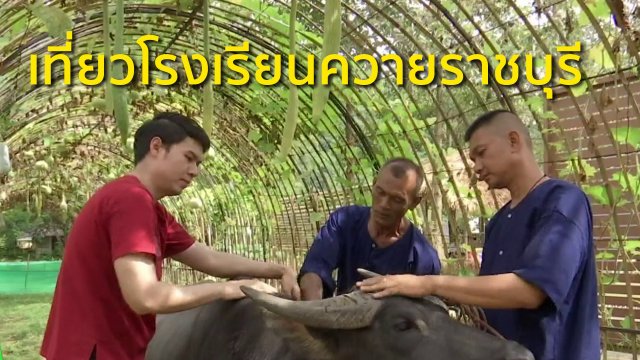 วิถีทั่วไทย : เที่ยวโรงเรียนควายราชบุรี
