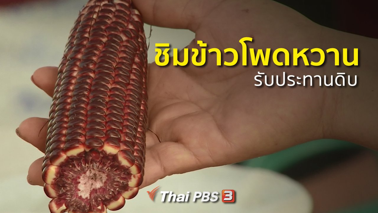 ทุกทิศทั่วไทย - อาชีพทั่วไทย : ชิมข้าวโพดหวานรับประทานดิบ จ.นครสวรรค์