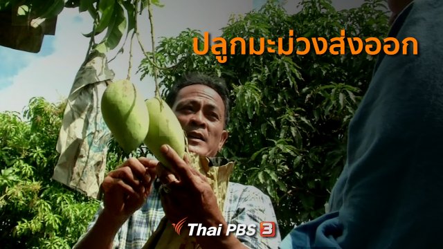 อาชีพทั่วไทย : ปลูกมะม่วงส่งออก