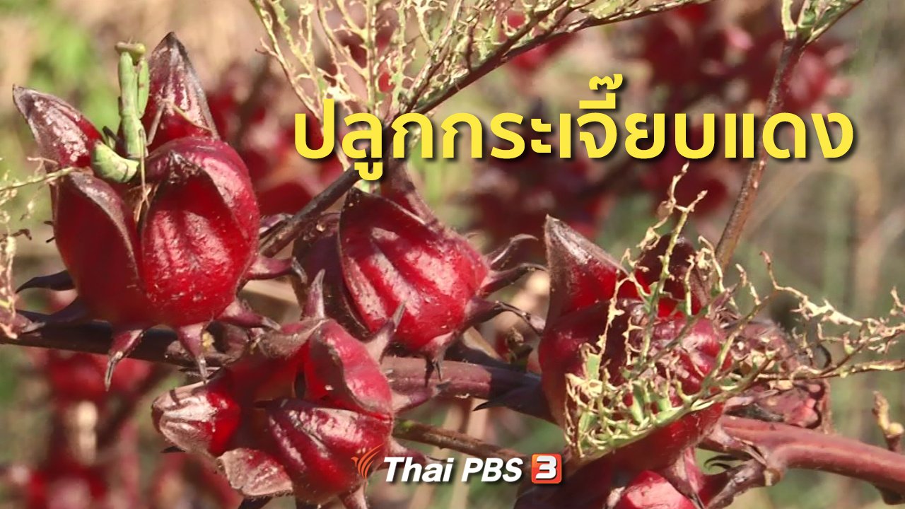 ทุกทิศทั่วไทย - อาชีพทั่วไทย : ปลูกกระเจี๊ยบแดง