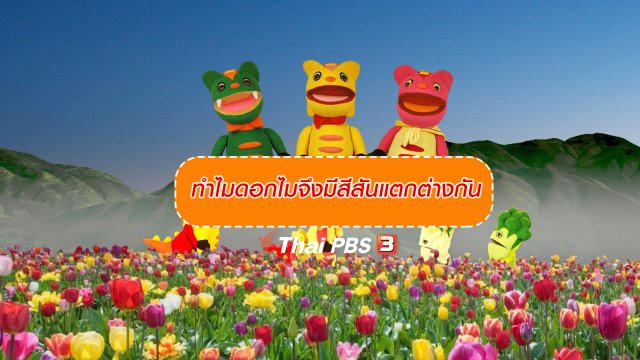 เกร็ดน่ารู้กับตาต้าตีตี้โตโต้ : ทำไมดอกไมจึงมีสีสันแตกต่างกัน