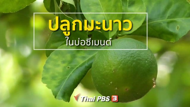 อาชีพทั่วไทย : ปลูกมะนาวในบ่อซีเมนต์