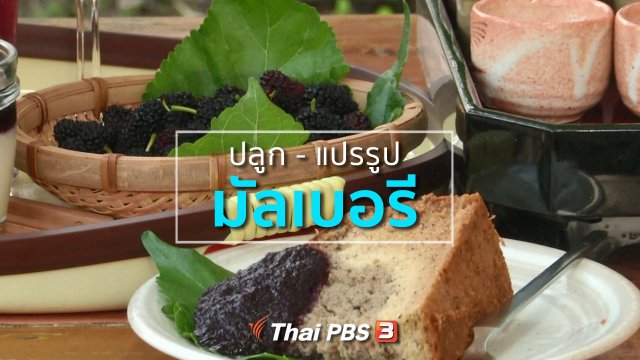 อาชีพทั่วไทย : ปลูกมัลเบอรี