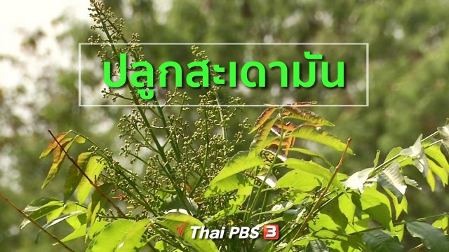 อาชีพทั่วไทย : ปลูกสะเดามันทวายยอดแดง