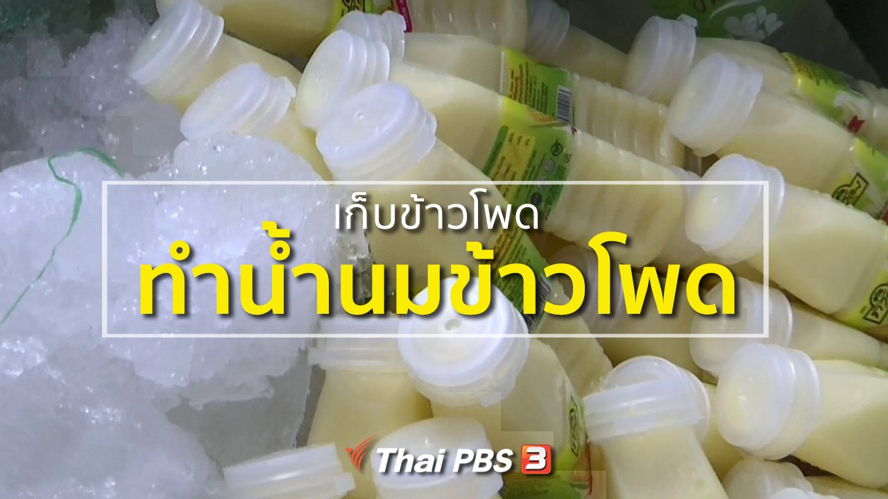 ทุกทิศทั่วไทย - ชุมชนทั่วไทย : ชาวสระบุรีเก็บข้าวโพดทำน้ำนมข้าวโพด